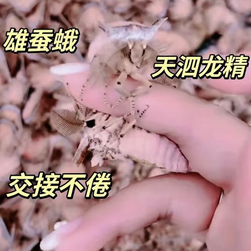 雄蚕蛾中药材未交尾原浆泡酒专用纯短翅蛾男性滋补野生男性雄婵蛾