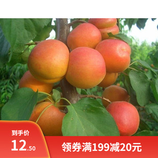 山杏种子 当年新采野生杏核 药用仁用杏 林木杏树种子 果木类种子