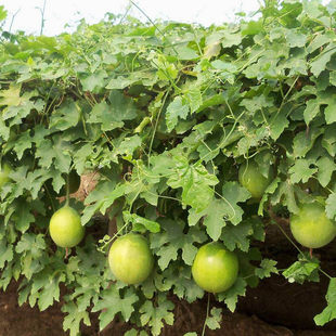 材种籽瓜蒌种子天花粉栝楼吊瓜籽糖瓜籽春季爬藤瓜蒌子种籽孑