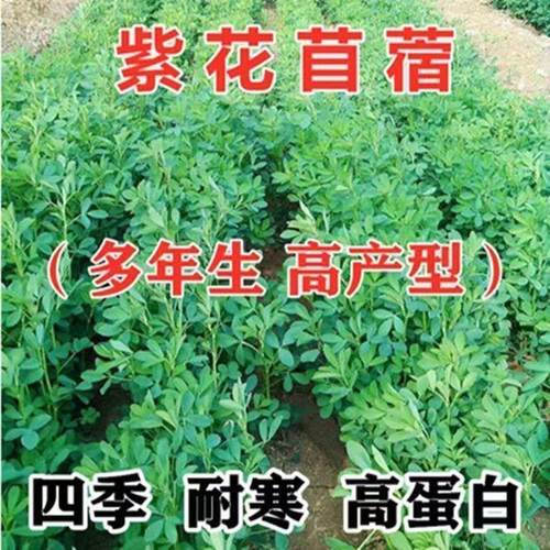 进口牧草之王紫花苜蓿种子 四季长青多年生养殖牧草 蜜源绿肥