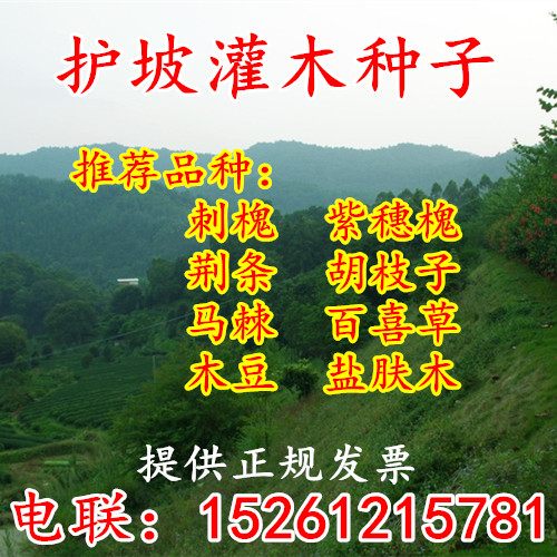 护坡灌木种子胡枝子紫穗槐小冠花荆条猪屎豆刺槐籽银合欢灌木种子