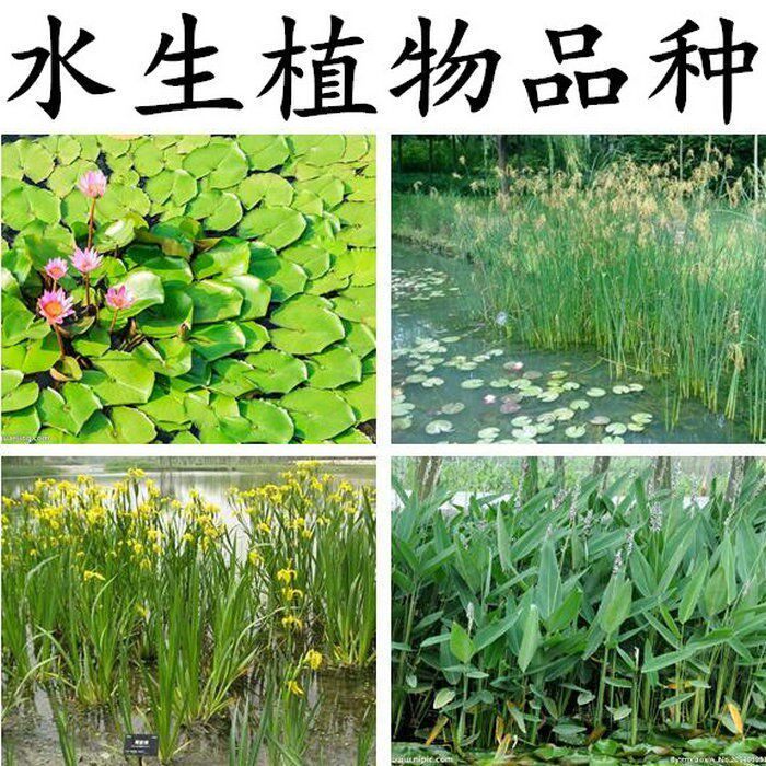 黄菖蒲种子美人蕉香蒲芦苇千屈菜再力花蓝花鸢尾水葱睡碗莲荷花籽