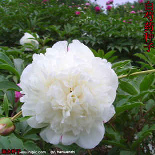 白芍药种子 也称白花芍药 白芍 赤芍种子 赤芍种苗 芍药籽药材种