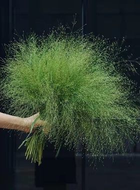 喷泉草种子烟花草植物 四季家庭阳台盆栽花卉种子多年生草本种籽