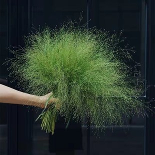 喷泉草种子烟花草植物 四季家庭阳台盆栽花卉种子多年生草本种籽