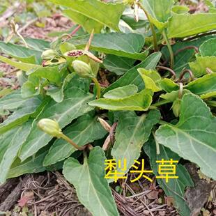 野生紫花地丁种子犁头草中草药材苦地丁甜地丁茶清热清火本草