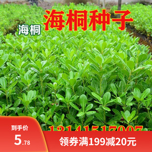 新货海桐种子球四季常青气味芳香驱蚊虫庭院围墙篱笆籽海桐花树苗