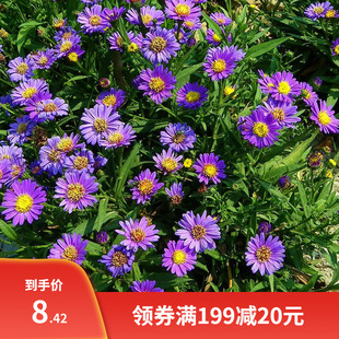 高山紫苑种子荷兰菊种子高岭紫菀菊花种字多年生香草种子庭院公园