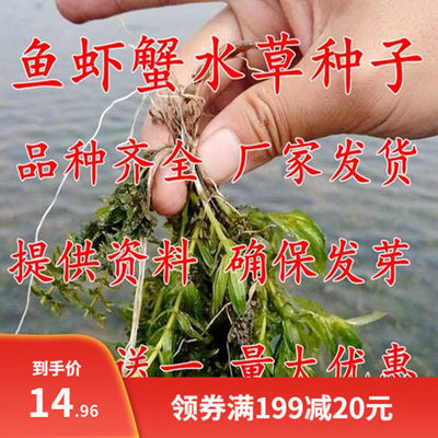鱼塘水花生伊乐藻轮叶黑藻小龙虾鱼蟹养殖水草籽四季