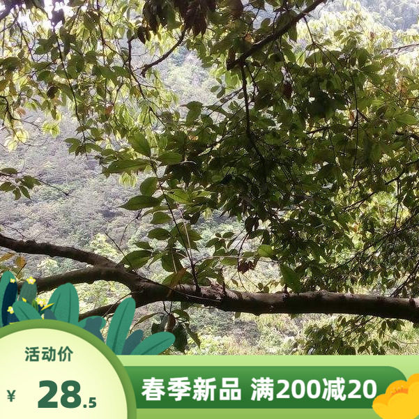 新采青冈栎种子 青冈树种子 紫心木种子 气象树种子 槲栎种子
