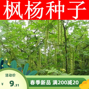 枫杨种子 白杨 大叶柳 大叶头杨树 水麻柳 枫杨树种子 枰柳树种子