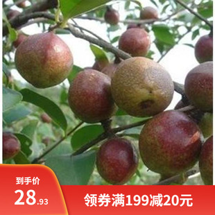 杂交油茶树籽 高产油茶树种子 山茶花种子 大果红花 白花油茶种子