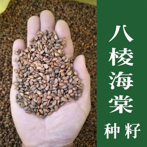 八棱海棠种子八棱海棠树种子海棠花种子海棠籽嫁接苹果砧林木种子