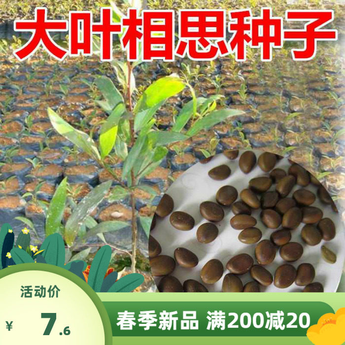 大叶相思树种子包邮耳叶相思耳果相思耳荚相思园林绿化观赏树苗种