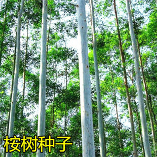 林木种子 速生桉树种子 巨桉树 小叶桉树种子 公园行道树绿化苗木