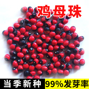 鸡母珠树种子 海红豆美人豆相思豆 孔雀豆 相思子 鄂西红豆种子
