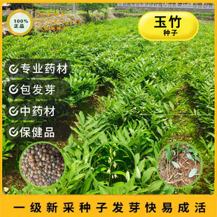 野生玉竹种子 可食用 鸡头黄精 爪子参黄鸡菜老虎姜 黄精蔬菜种籽