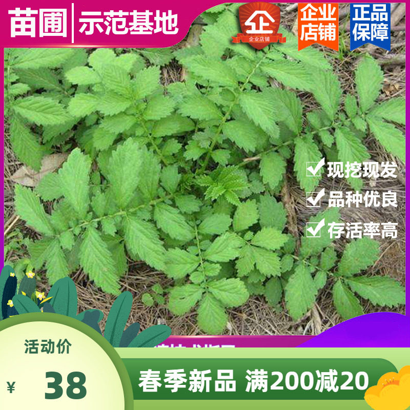 新采摘正宗仙鹤草籽龙芽草苗 新采种子龙牙草老鹤嘴易存活中药材