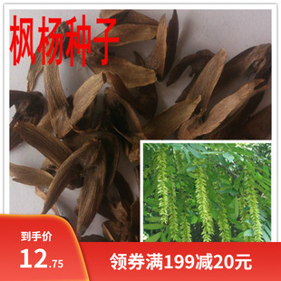 枫杨种子杨树种子燕柳树种白杨树种籽蜈蚣柳网卡问题沙吾列提私产