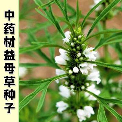正品益母草种子白花红花中药材阳台四季盆栽蔬菜种籽孑菜食用籽种