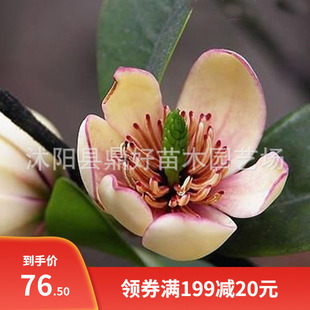 含笑种子 含笑花种子 乐昌 深山含笑种子 含笑树苗