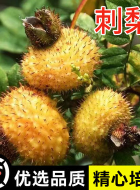 野生刺梨种子 当年结果 刺梨树苗 黄刺梅种子 梨梅 贵州刺梨种子