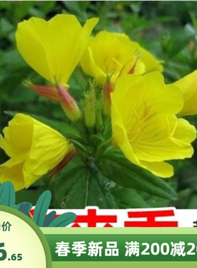 夜来香种子易种易活花种子黄色大花月见草种子驱蚊虫植物花卉种籽