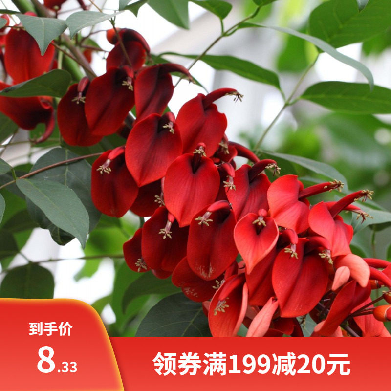 新采鸡冠刺桐种子 巴西刺桐 鸡冠豆种子 象牙红 鸡冠花树种子