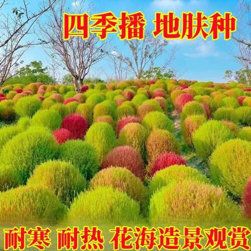 新采红叶地肤种子绿叶地肤草种子地麦铁扫帚种子景观花海种子
