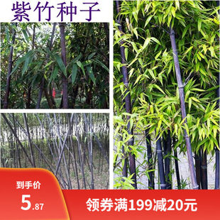 竹子种子 毛竹树种子 紫色竹子 紫竹种子 楠竹 小叶 金镶玉竹种子