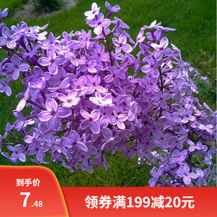 紫丁香种子 丁香树种子耐寒树种  白丁香小叶暴马丁香花种子