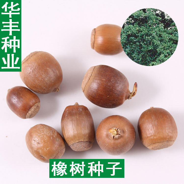 橡树种子青冈栎种子麻栎种子象树种子橡籽美国红橡红栎树柞树种子