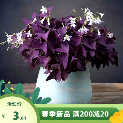 紫叶炸酱草种球幸运草四季多年生盆栽花卉榨浆草酢酱草三叶草种子