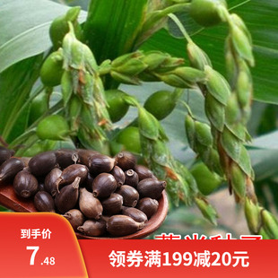 薏米种子药食两用小薏米草珠子薏苡仁种籽六谷子四季播种五谷杂粮