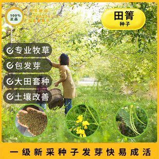 田箐种子果园土壤改善碱菁涝豆耐涝耐旱耐盐碱田青牧草绿肥种籽孑