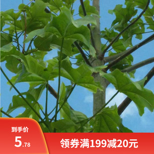 青桐青桐树种子绿化青皮梧桐树种子法国梧桐树种子法桐种子梧桐籽