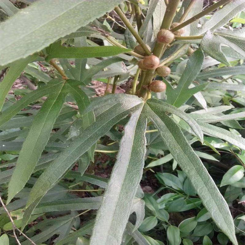 正宗广西五指毛桃种子五叉虎中药才七指种苗南北方四季种植中药材,鲜花速递/花卉仿真/绿植园艺,种苗/半成品盆栽,淘宝优惠券,粉丝福利购,淘宝优惠卷