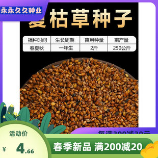 散装夏枯草种子材白毛夏枯草种籽子四季种植另有野生黄芩苗孑