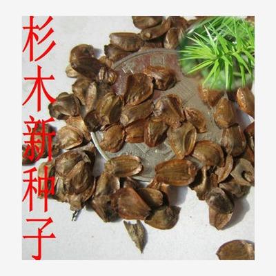 新采杉木种子刺杉种子沙树杉树种子水杉柳杉冷杉落羽杉油杉树种子