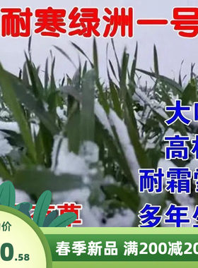 养殖牧草王无毛绿洲一号多年生过冬耐冻牧草四季常青饲料草种子