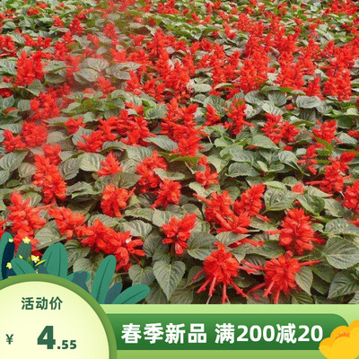 一串红种子四季播种的庭院易活花子矮串串红四季易种花籽耐寒花卉