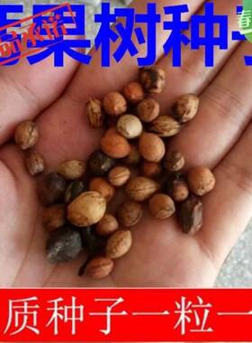 新钙果树种子 中华钙果种子 红色欧李水果种子包邮
