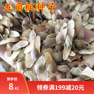 新采五角枫种子五角枫树籽绿化苗木树种子元宝枫种子元宝枫树种子