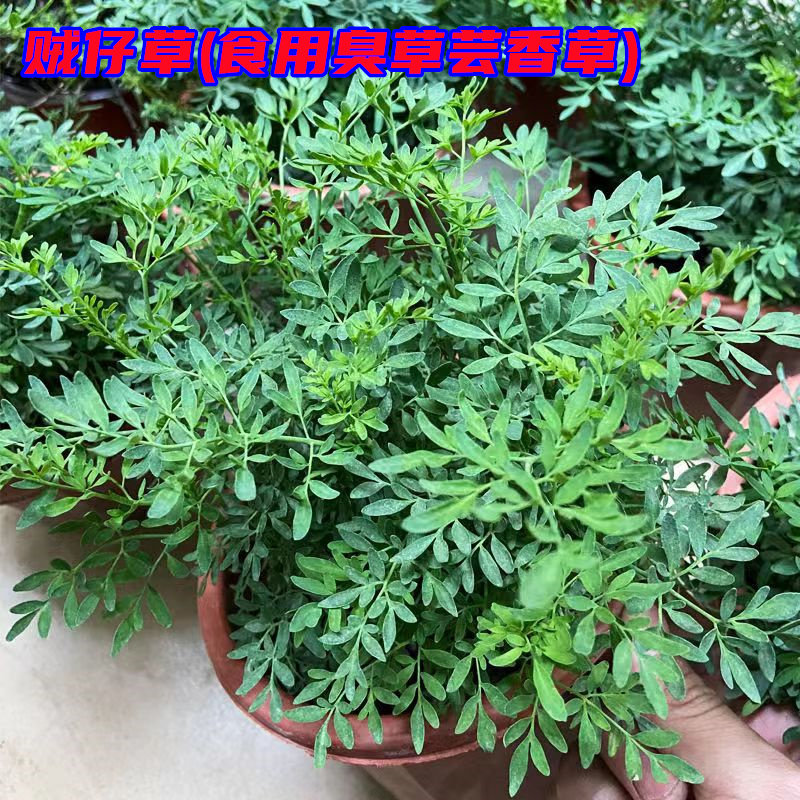 臭草种子贼仔草盆栽防蛇可食用好养植物香茅筋骨草材芸香草苗