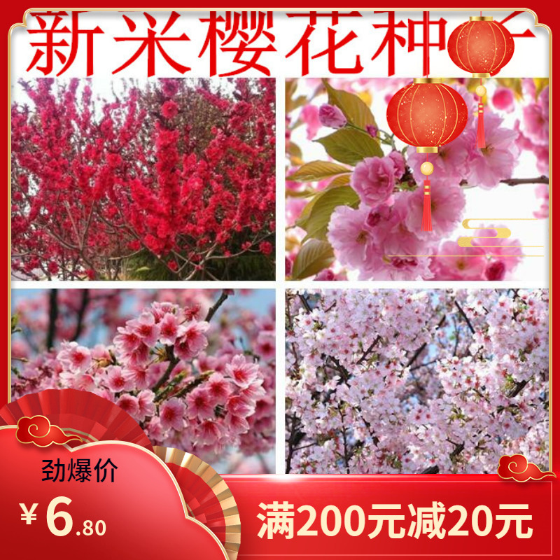樱花种子 日本樱花籽 树种子 樱桃种子山樱花种子 林木花卉种子