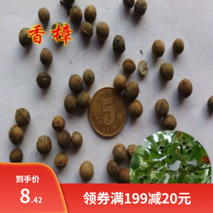香樟种子樟树籽 小叶香樟种子 大叶香樟种子 油樟 樟油树种子包邮