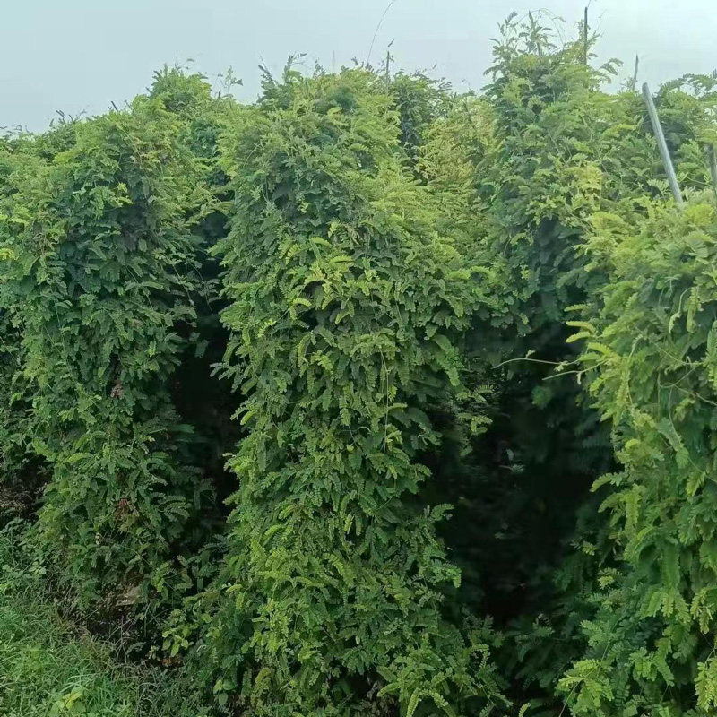 广西鸡骨草种子大黄草野生材广东煲汤料下火大小叶鸡骨草种籽
