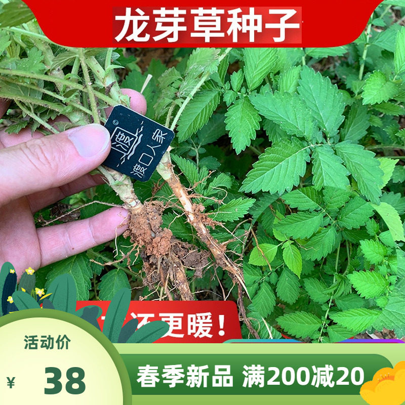 中药材仙鹤草种子草药肾草脱力草狼牙草多年生植物龙芽草种子