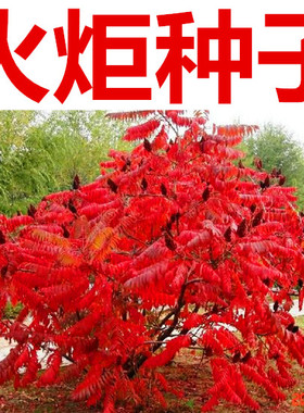 火炬种子 加拿大盐肤木 又名鹿角漆新采苗木树种籽火炬树种子包邮