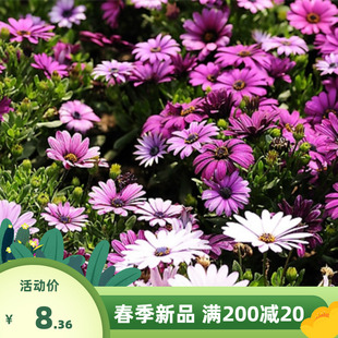 南非万寿菊种子四季种蓝目菊非洲菊种子耐寒景观庭院花卉种子包邮